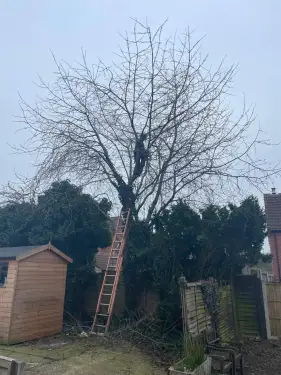 Click Here To Enlarge This Photo Of How to Find a Qualified Tree Surgeon