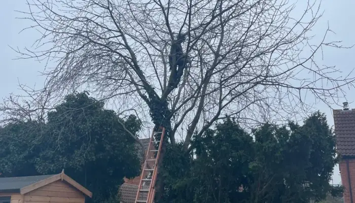 How to Find a Qualified Tree Surgeon