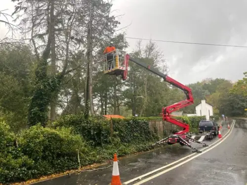 Click Here To Enlarge This Photo Of What Is the Average Cost of a Tree Removal in the UK&quest;