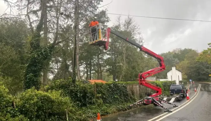 What Is the Average Cost of a Tree Removal in the UK&quest;