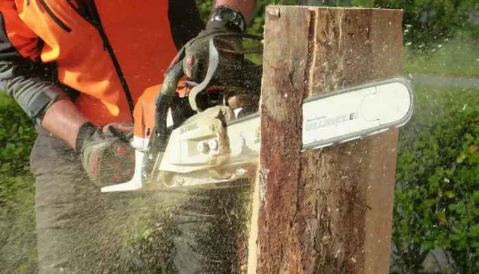 When to Call a Tree Surgeon