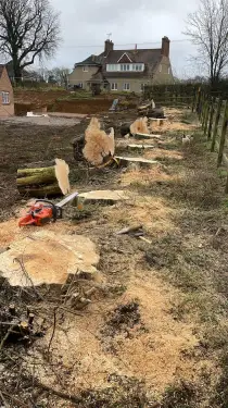 Click Here To Enlarge This Photo Of Do Tree Surgeons Take the Wood&quest;