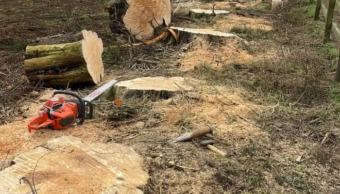 Do Tree Surgeons Take the Wood&quest;