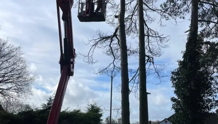 How Much Do Tree Surgeons Charge Per Hour&quest;