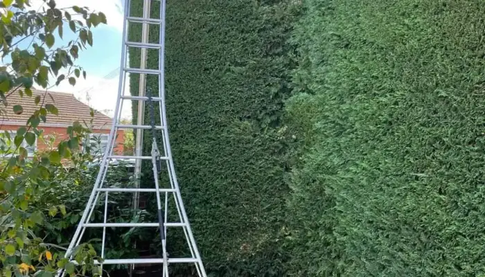 How Do You Properly Cut a Hedge&quest;