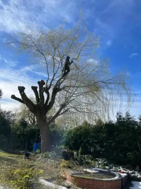 Click Here To Enlarge This Photo Of How to Pick a Tree Surgeon