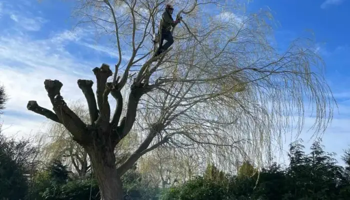 How to Pick a Tree Surgeon