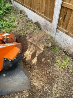 Click Here To Enlarge This Photo Of Do Tree Surgeons Remove Roots&quest;