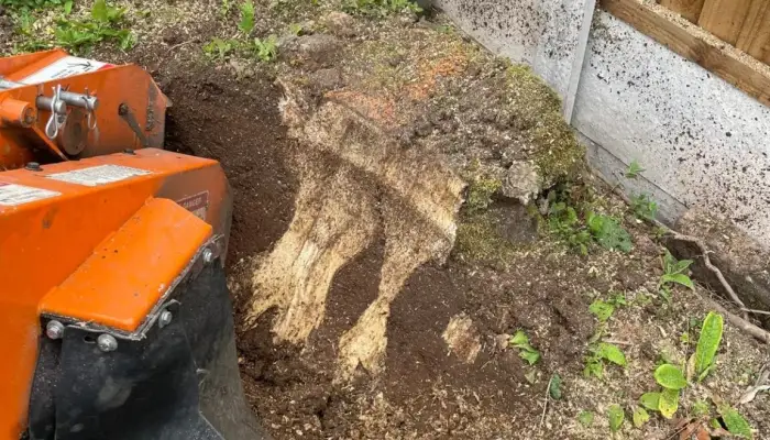 Do Tree Surgeons Remove Roots&quest;