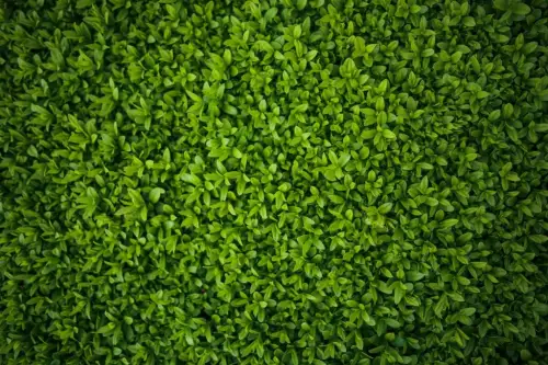 Click Here To Enlarge This Photo Of Can You Trim Hedges Too Much&quest;