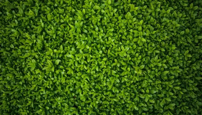Can You Trim Hedges Too Much&quest;