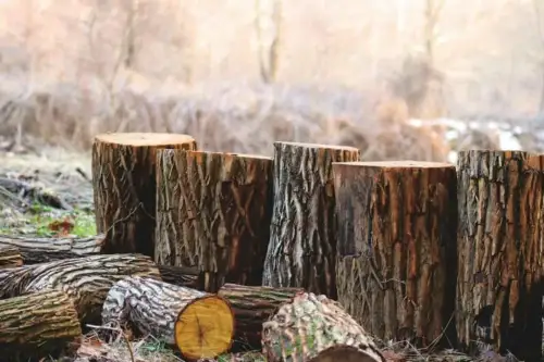 Click Here To Enlarge This Photo Of Do you need permission to cut down a tree&quest;