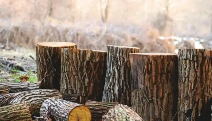 Do you need permission to cut down a tree&quest;