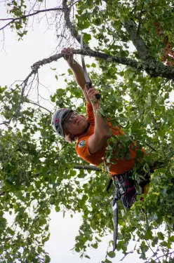 Click Here To Enlarge This Photo Of How Much Does a Tree Surgeon Cost UK&quest;