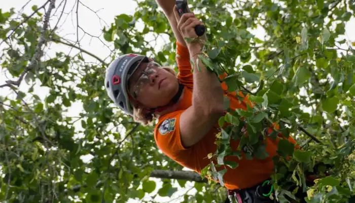 How Much Does a Tree Surgeon Cost UK&quest;