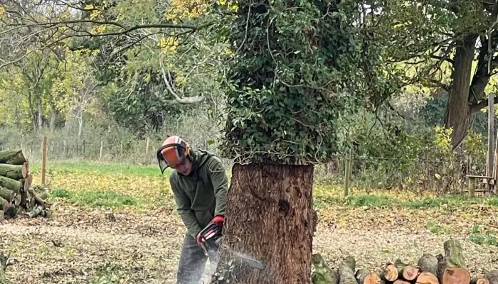 Vale Estate Management &ndash; Your Expert Local Tree Surgeon