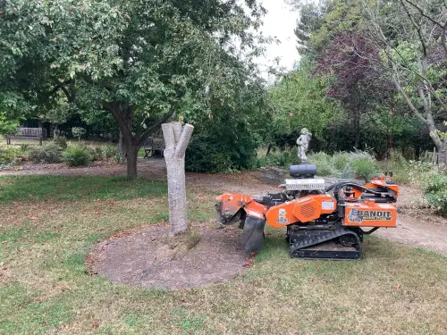 Click Here To Enlarge This Photo Of When Should You Call a Tree Surgeon&quest;