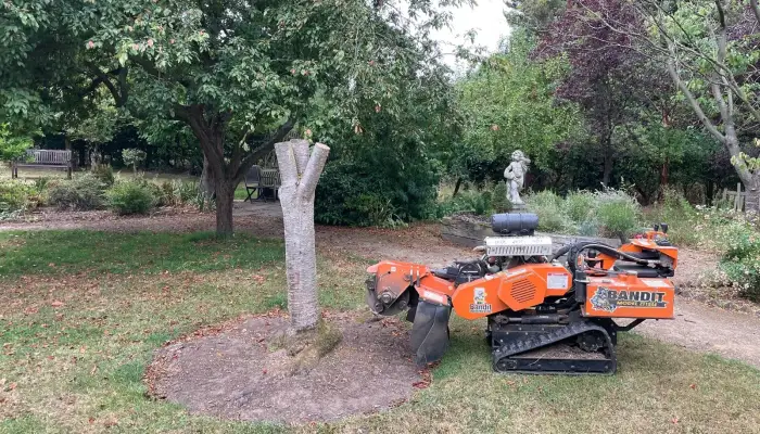 When Should You Call a Tree Surgeon&quest;