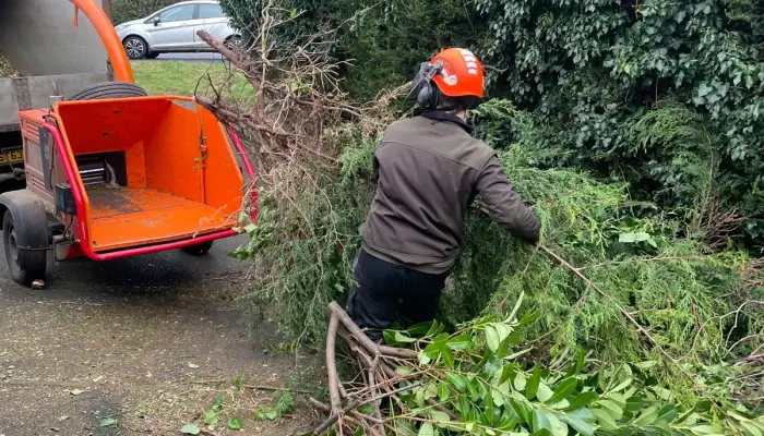 Why Choosing a Local Tree Surgeon Matters