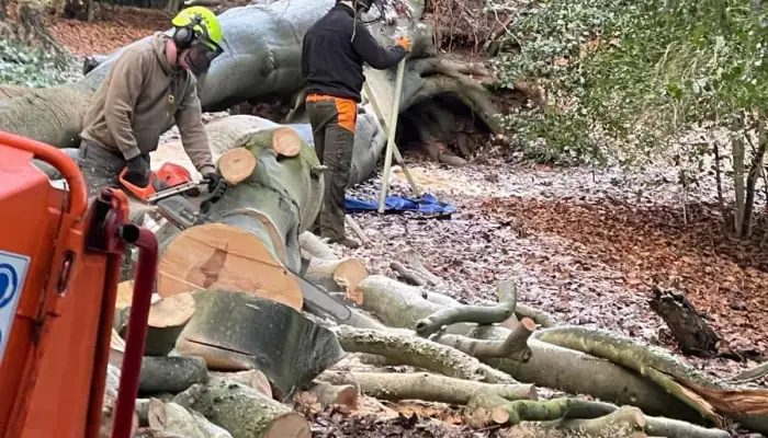 Tree Work In Winter&colon; The Best Time Of Year To Prune Or Remove Trees In The Midlands