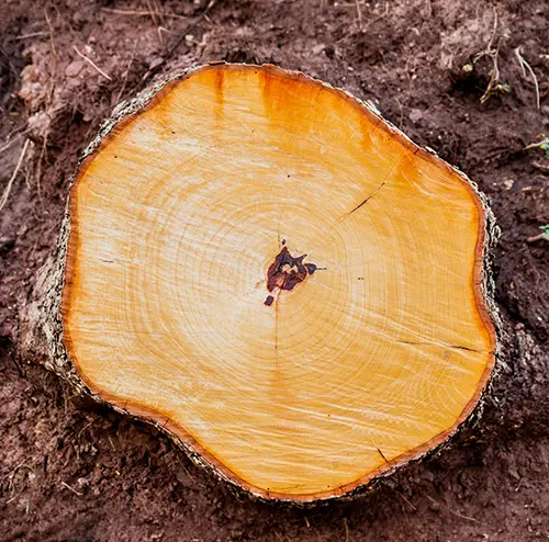 Stump Grinding Leicester