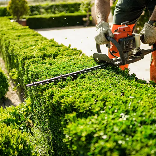 Hedge Trimming