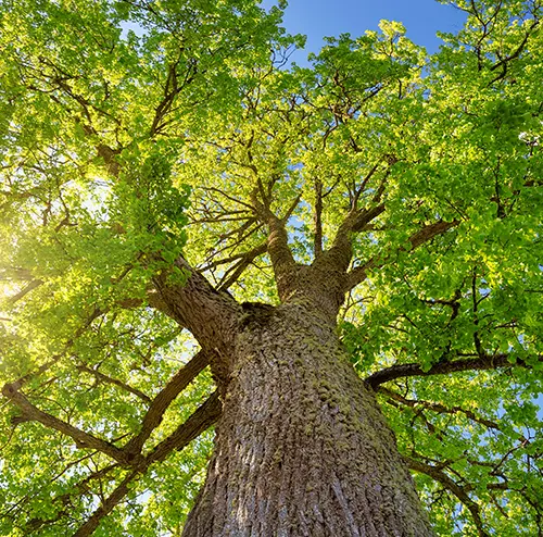 Tree Preservation Orders