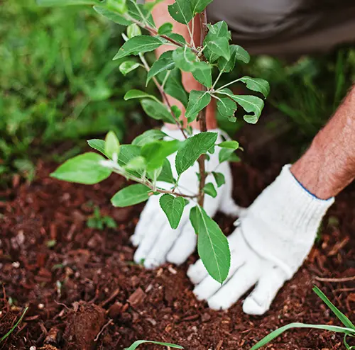 Tree Planting Leicester