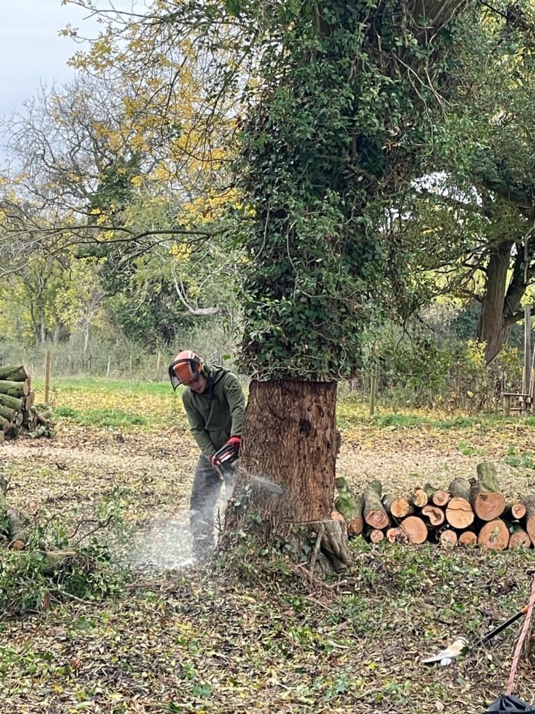 tree removal