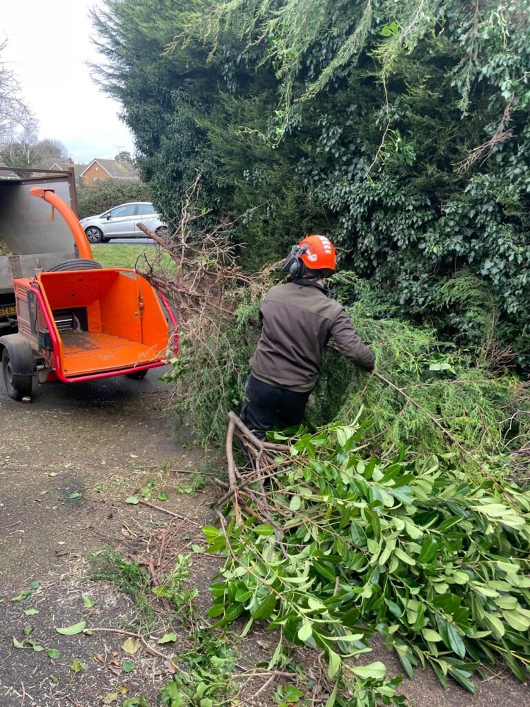 local tree surgeon